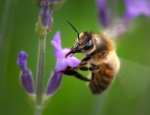 Plantes utiles aux abeilles