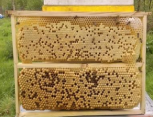 Fiche technique : Retrait de couvain de mâle