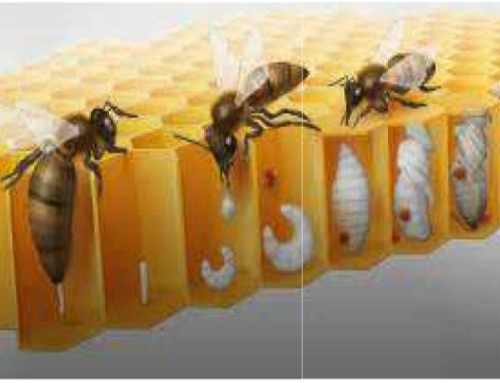 GDSAIF – Replay du webinaire du 12 janvier 2026